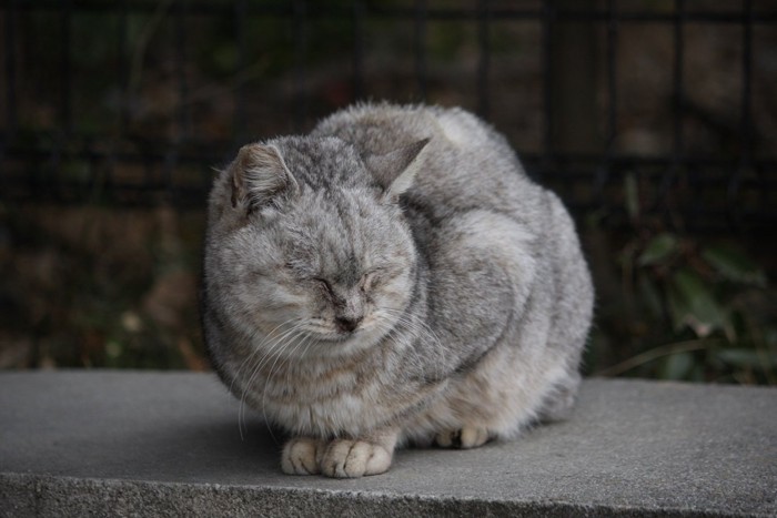 うずくまって眠る猫