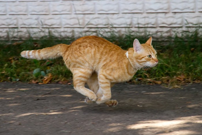 走っている茶トラ猫