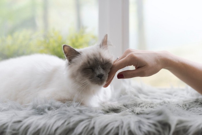 飼い主の手に顔をすりつける猫