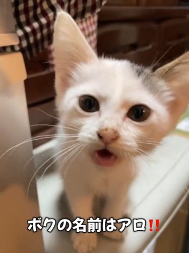 子猫の顔