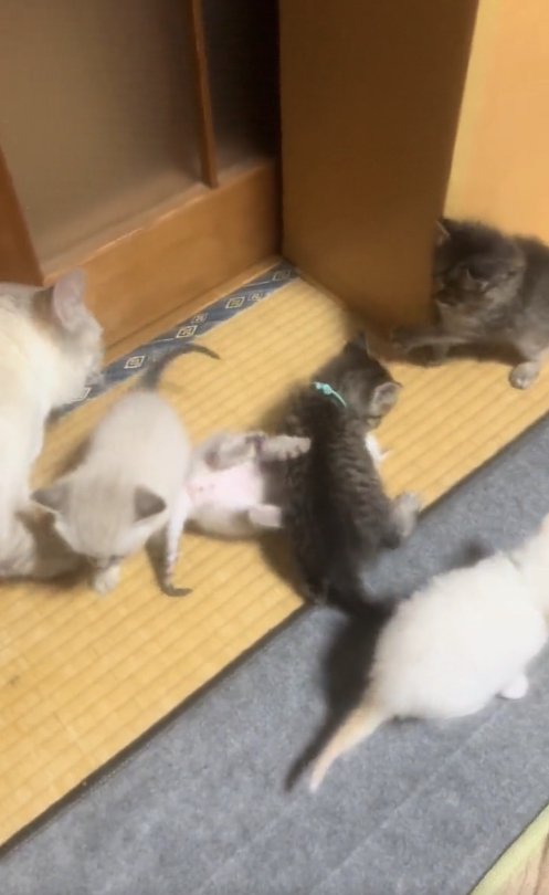 戯れる5匹の子猫を見守る母猫