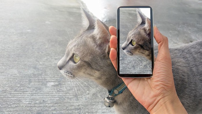 GPS首輪をはめた猫とGPSを読み取るスマホ