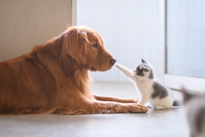 犬に向かって手を上げる猫