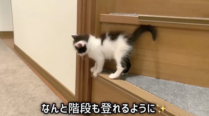 階段の上にいるマメちゃん