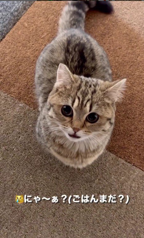 鳴いている猫