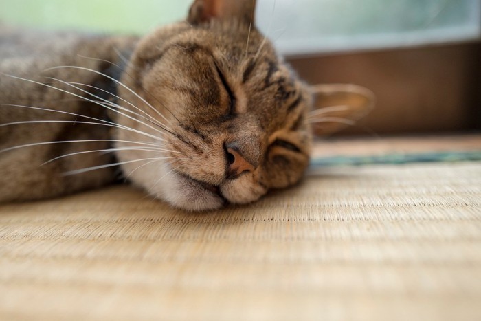 畳の上でくつろぐ猫