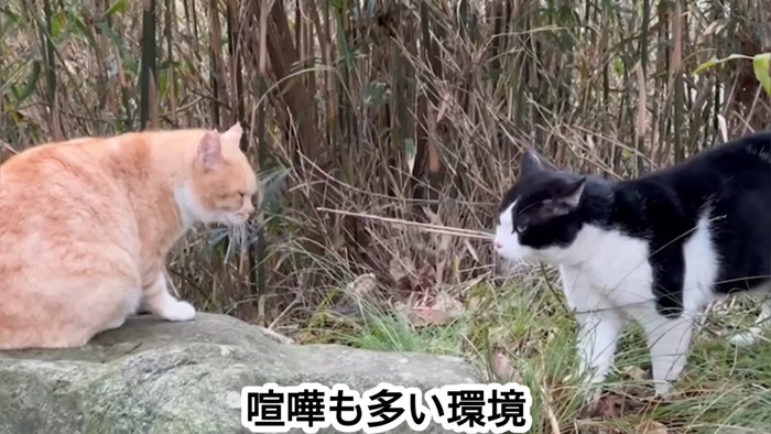 にらみ合う2匹の猫