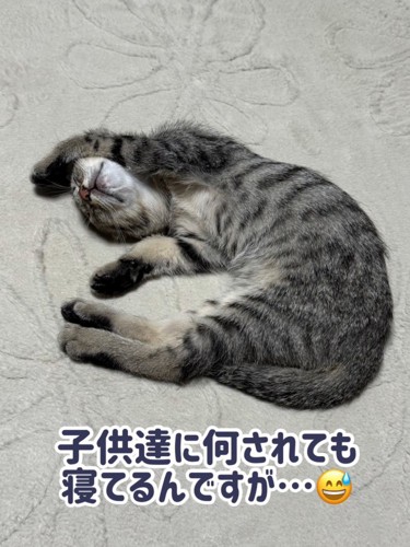 お腹を見せて寝る子猫