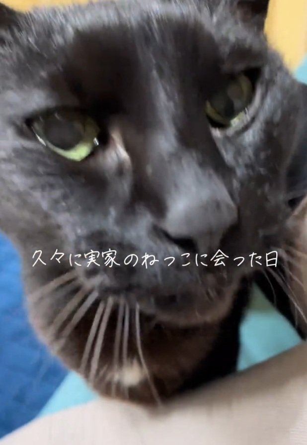 飼い主さんを見つめるまりんちゃん