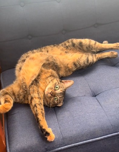 伸びる猫