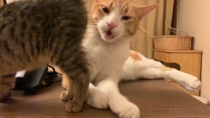 口を開ける猫