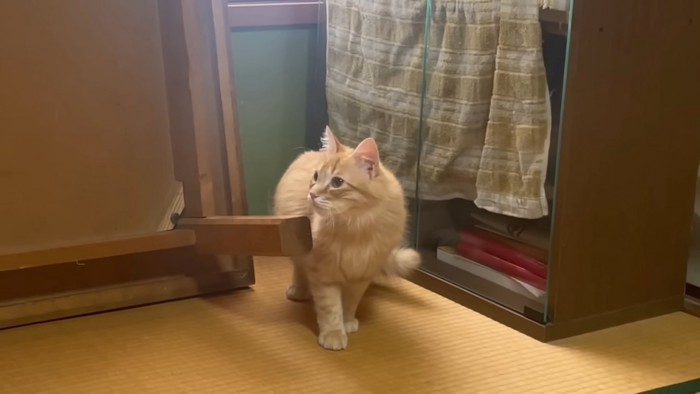 見つめる猫