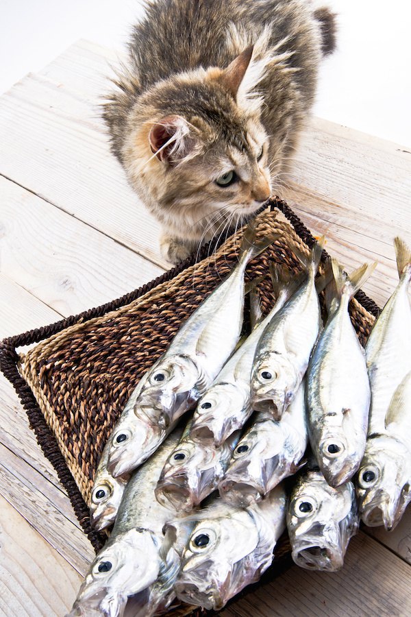 カゴに入った鱈と近寄る猫