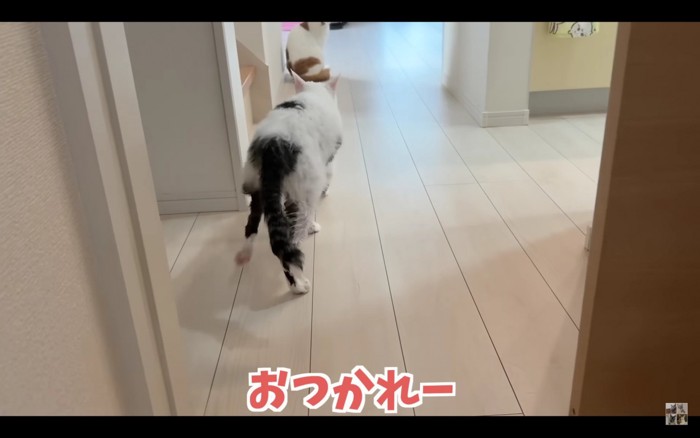 部屋を歩く猫