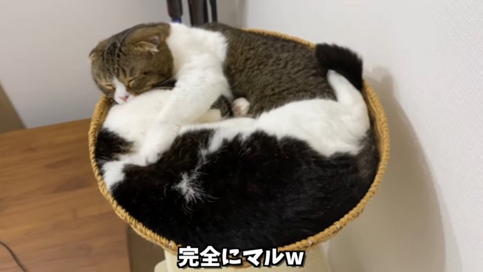 丸くなって寝る2匹の猫