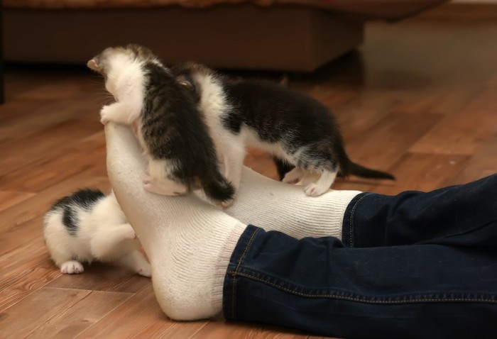 飼い主の足にじゃれつく子猫たち