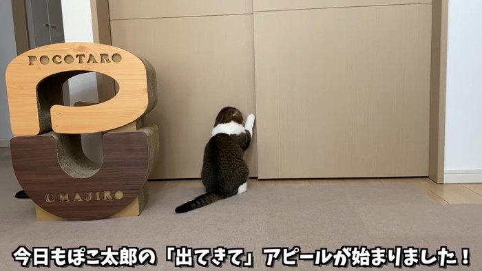 前足で戸をかく猫