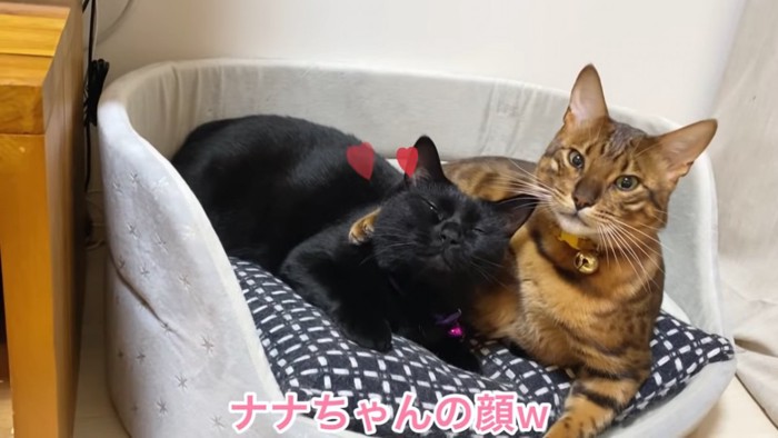 黒猫とベンガル