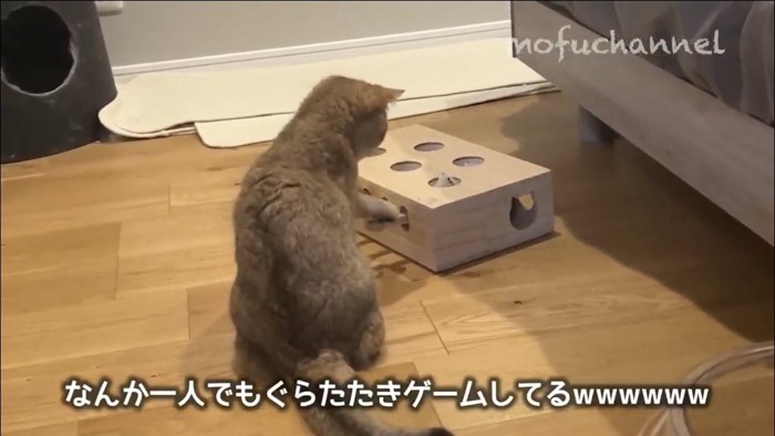 もぐらたたきで遊ぶ猫