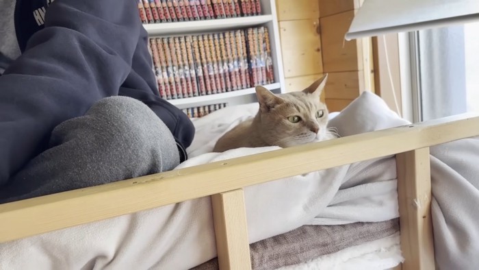 画面左半分にあぐら姿勢の息子さんの足、その右に1匹の猫ちゃん