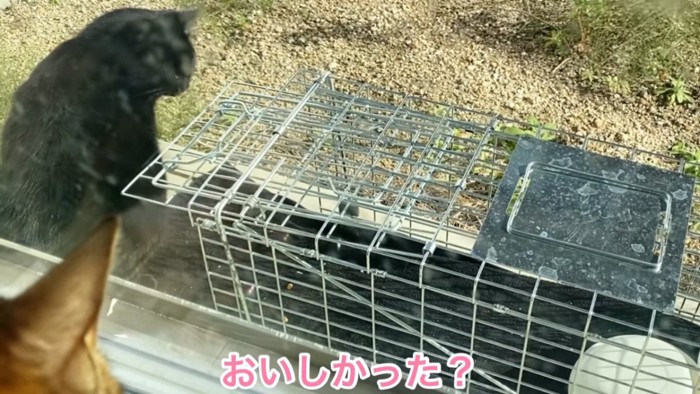 座る黒猫