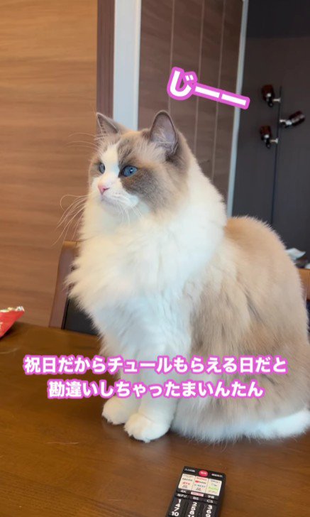 テーブルの上の猫