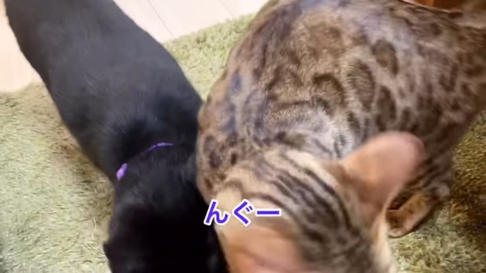 押し合う2匹の猫