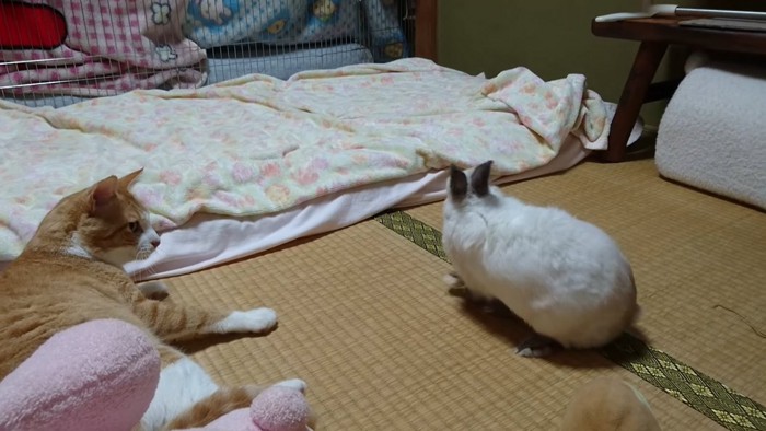 うさぎを見る猫