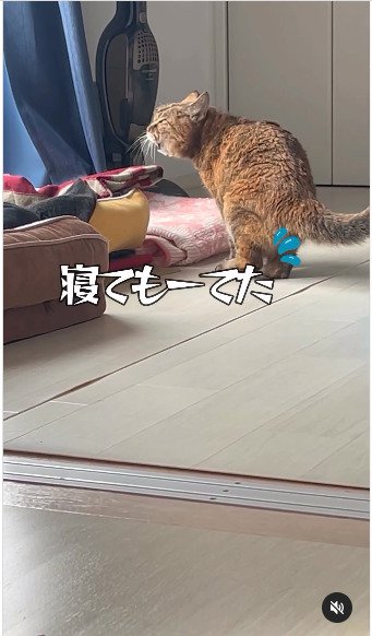 外を眺める猫