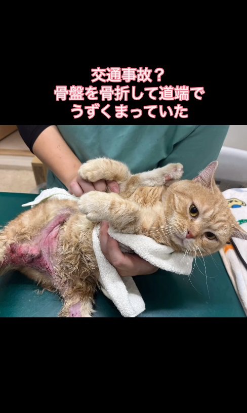 診察台の上の猫