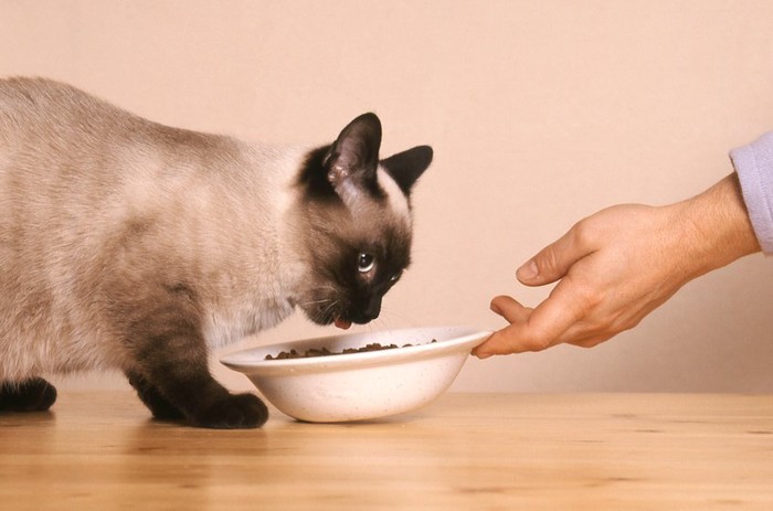 飼い主からアレルギーフードをもらう猫