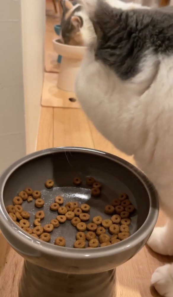 フードを食べながら隣の猫を見る猫