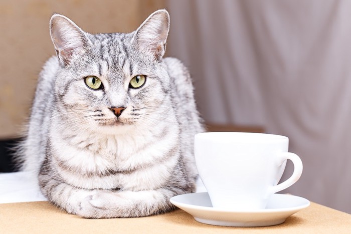 マグカップと猫