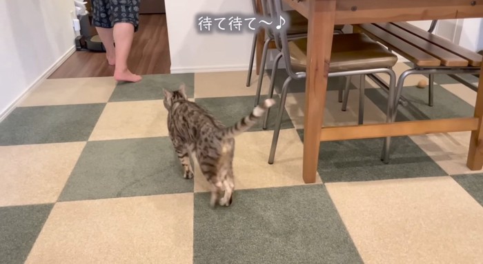 追いかける猫