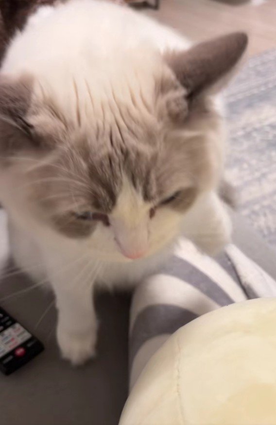 抱っこされる猫