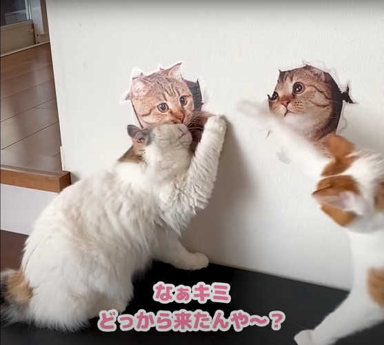 壁を見ている猫に猫パンチする猫