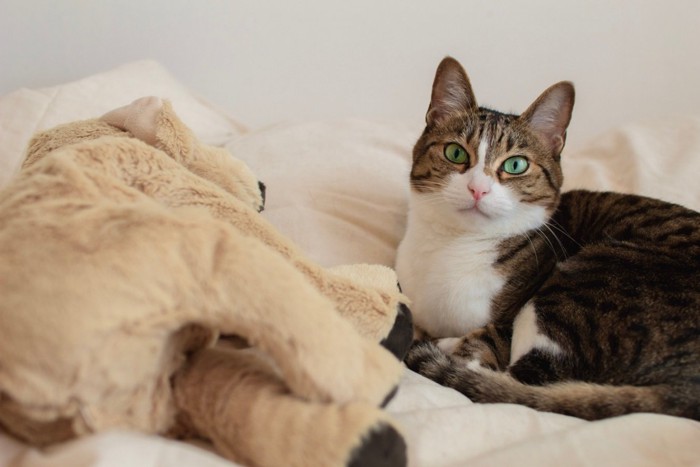 部屋でくつろぐ猫