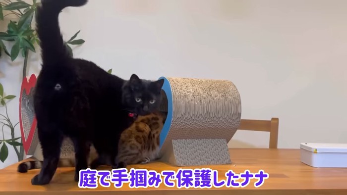 黒猫