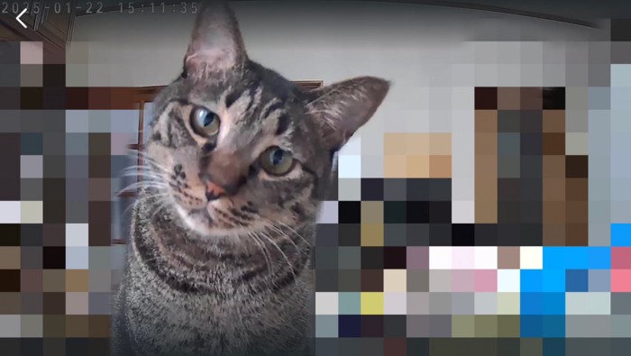 ペットカメラに映った猫