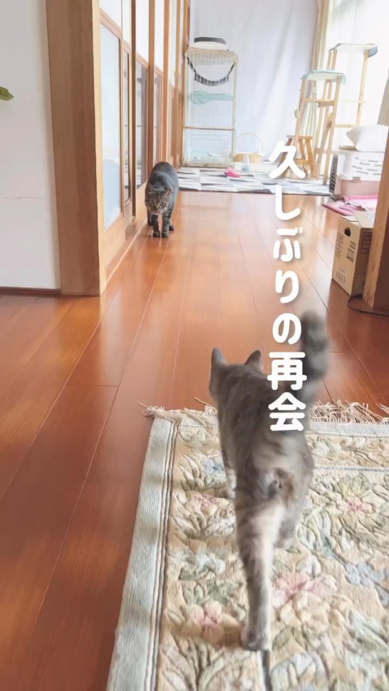 向かい合う成猫と子猫