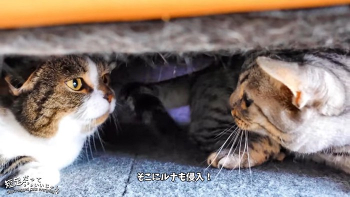 向かい合う2匹の猫