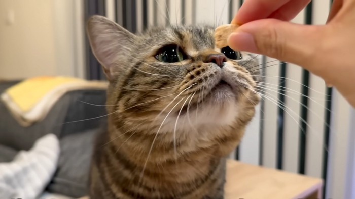 もらう猫