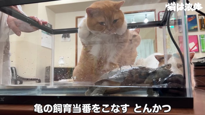 水槽をのぞく猫