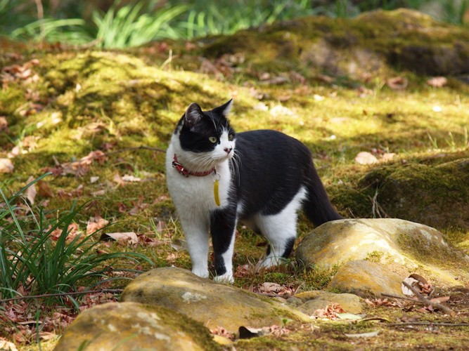 首輪をつけて屋外を歩く猫