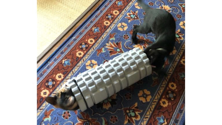 筒の中で遊ぶ子猫