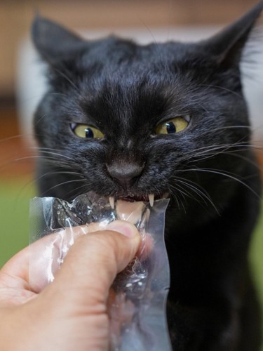 ささみを食べている黒猫
