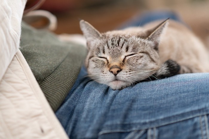 飼い主のひざの上で幸せそうに眠る猫