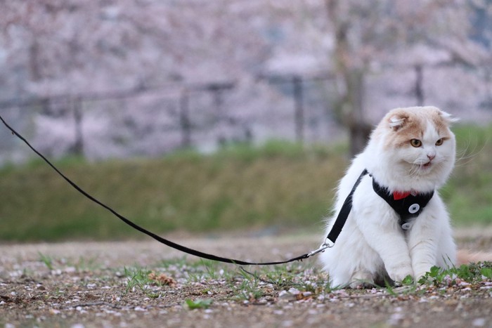 ハーネスを付ける猫