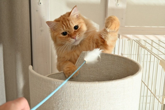 猫じゃらしで遊ぶ猫