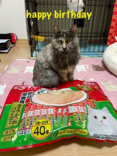 おやつと猫